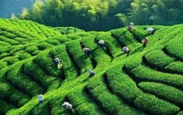 肯尼亚2020年茶叶收入飙升至10.9亿美元
