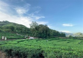 汀洋村：打造特色茶旅路线 创建金牌旅游村