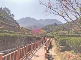 广东潮安凤凰：打造生态休闲观光型茶园 走“茶旅”融合发展之路
