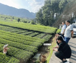 省农业农村厅到凤冈县检查茶叶有机肥替代化肥试点县项目