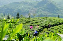 贵定：茶旅融合发展 助力乡村全面振兴