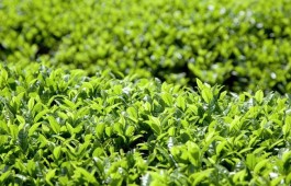 今年四川省春茶产值142亿元 同比增长10.9%