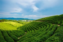 “茶旅融合”巨大发展潜力如何释放？日本“茶旅胜地”静冈这样做
