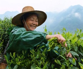 太平猴魁采制工艺流程（太平猴魁等级标准）