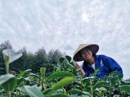 这里是世界茶文化发源地，如今以茶带动旅游，春天更是风景如画！