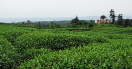 四川雅安茶产业助农增收再上新台阶