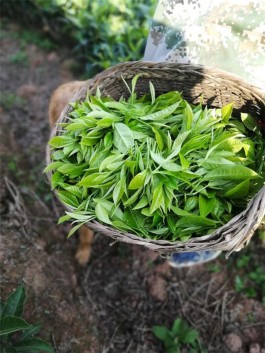 普洱茶历史简介及生普和熟普的区别