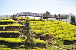 湖北宜昌：茶旅小镇