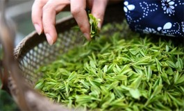 “明前茶”“雨前茶”的区别是什么？