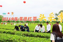 实现综合产值75亿！第六届中国·英德红茶头采季开幕