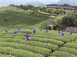 四月茶园游 新茶飘香采摘乐