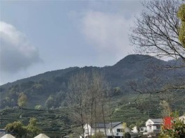 “贡”牌狮峰山基地大规模开采