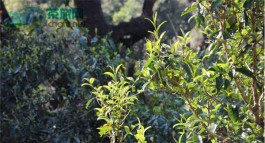 勐库大雪山普洱茶特点：微苦回甘转甜，沉雄霸道