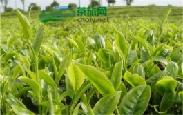 普洱茶治疗便秘吗？喝茶的禁忌