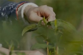 正宗碧螺春茶产地是哪里 碧螺春的产地介绍