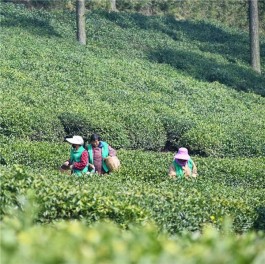 苏州首条精品茶旅线路发布