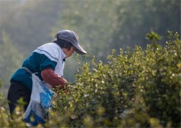 “施集茶旅”获评省首届十大最美茶旅线路