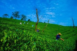 金牌茶旅路线，云放茶园推出的禅茶之旅将茶之旅与禅之旅结合