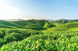 杭州余杭：探索“千年龙坞”茶文化 推进茶旅融合发展
