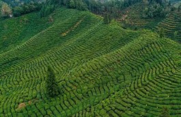 安徽黄山要打造全国首个全域茶园无农残城市