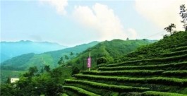 商城县长周哲直播带货为茶产业助力