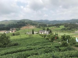 修文举行采茶季活动暨茶旅融合发展座谈会