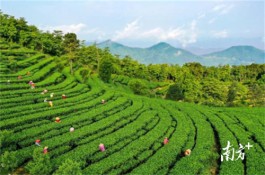 广东最受欢迎十大茶旅游线路：云浮市新兴县新兴县禅茶文化之旅精品线路