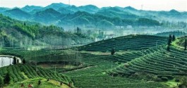 东湖评论：“湖北茶”香飘全球