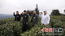 贵州省启动“干净黔茶·全球共享”诚信经营行动