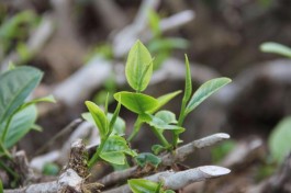 普洱茶：我在茶山行走中认识你之初上茶山