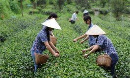 茶是一款天天都能喝的中药？