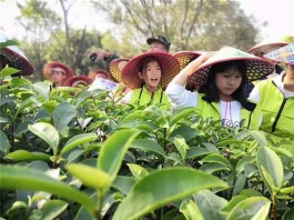 什么样的研学旅行更受欢迎？五大要素提升研学质量