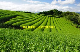 黑苦荞是什么？黑苦荞茶有什么功效及作用？