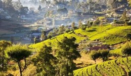 斯里兰卡全面禁止化肥农药，或致今年茶产量下降，引业界广泛争议