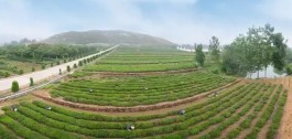 最美茶园：山东日照碧波茶业有限公司茶园基地