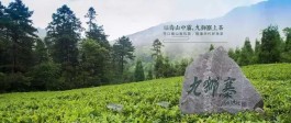 最美茶园：九狮寨高山有机茶园