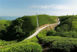 茶乡旅游精品线路——天然氧吧 湖北孝感双峰山茶乡孝茶文化旅游