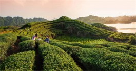聚力推动茶旅融合发展，激发“茶旅文化”的新动能