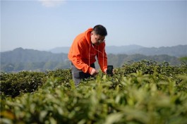 茶旅融合促“中国黑茶之都”时尚升级