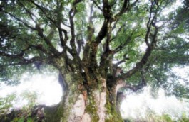 “锦绣茶祖”：寻找地球上最古老的茶树