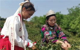 昆明宜良第五届宝洪茶文化旅游节启动