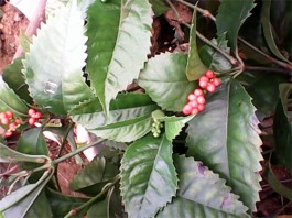 九节茶和肿节风的区别（九节茶和肿节风的功效与作用）