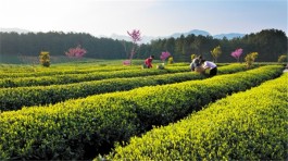 都匀毛尖小镇 老厂房变影视旅游基地