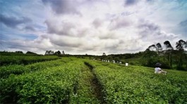 茶旅融合兴产业 塑品牌助农增收