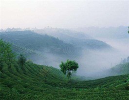 蒙顶山寻踪山野茶