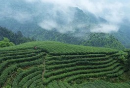 瓮安县“红色茶旅”推介会在广州市海珠区举行