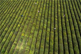 安徽省出台意见推动茶产业振兴