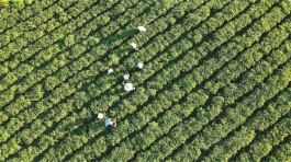 白沙五里路茶韵共享农庄发展茶旅融合产业
