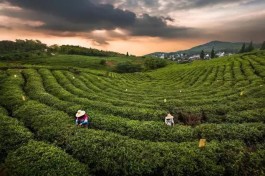 最美茶园：黄龙岘茶文化旅游村茶园