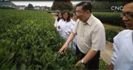 茶界院士陈宗懋：茶可以放心喝！ 